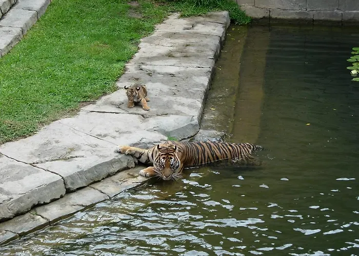 Гостевой дом Los Faroles *